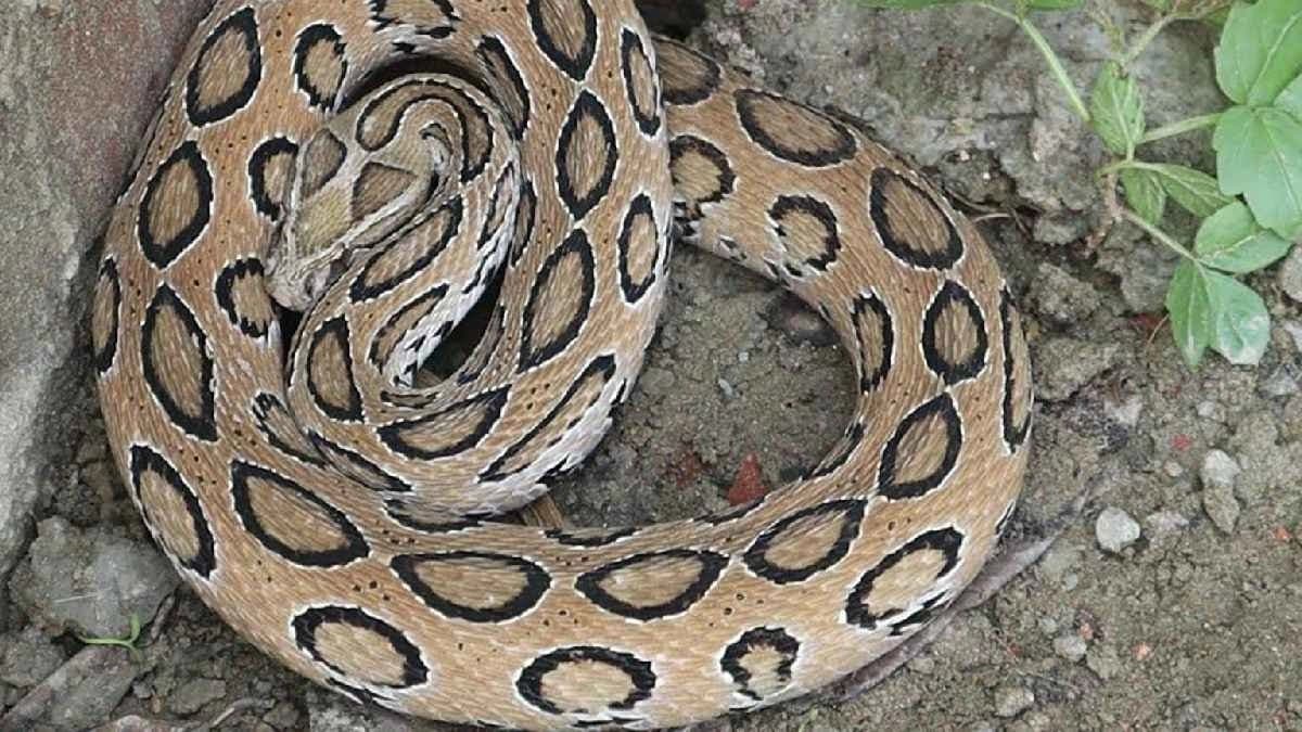 Climate Change could alter the composition of Russell Viper Venom