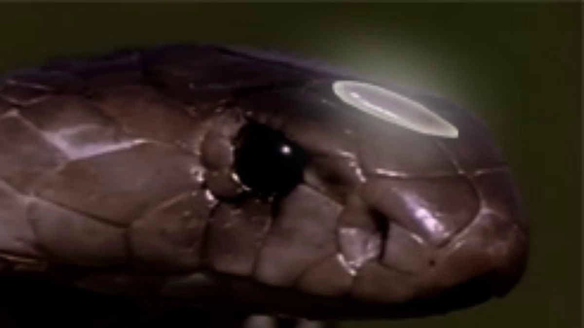 The truth behind the Cobra snake and Nagmani