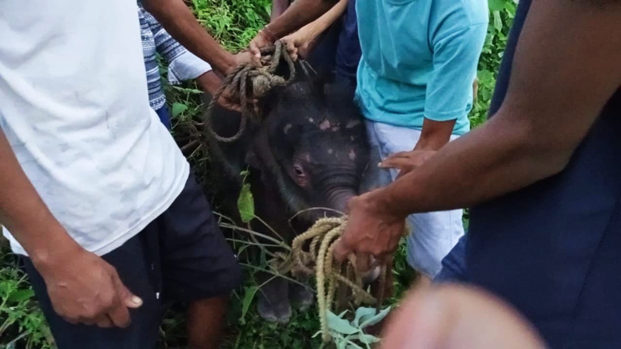 elephant child rescued by forest department, gnr