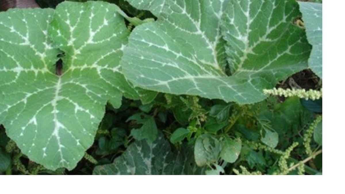 pumpkin leaves helps to control cholesterol and sugar level also maintains aging signs lif