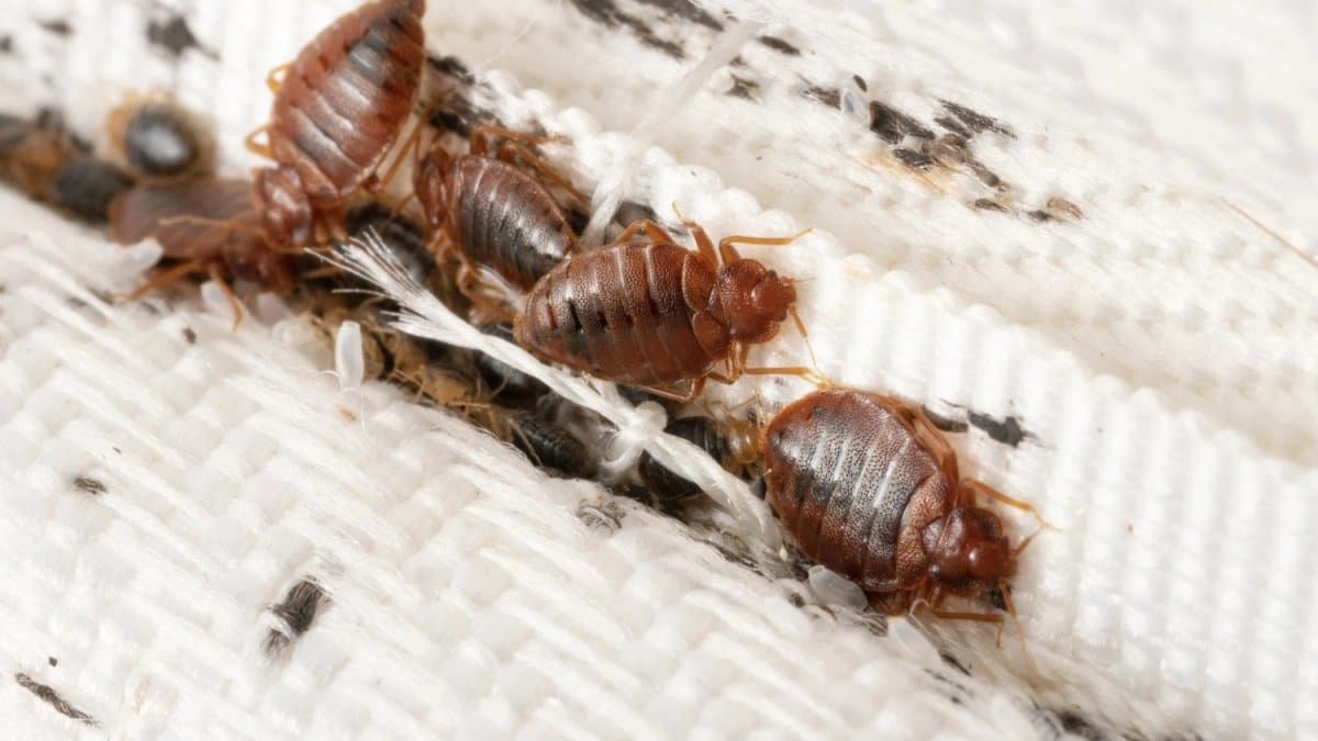 Bengaluru PG Sprayed For Bed Bugs Student Found Dead Next Morning 