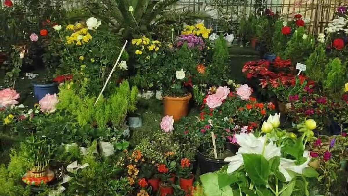 The trees of Bengal enhance the beauty of the Mahakumbh of Prayagraj gnr