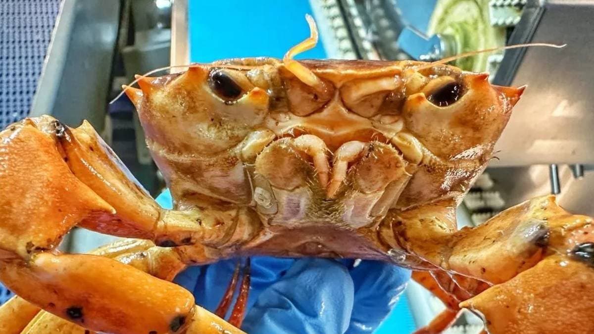 Crab that looks like Donald Trump gets viral