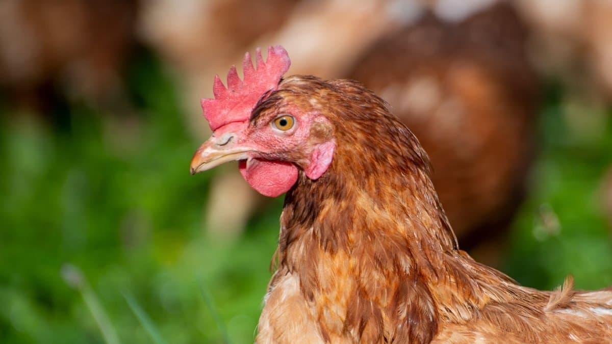  82 years man beaten to death by his neighbour over a missing chicken gnr