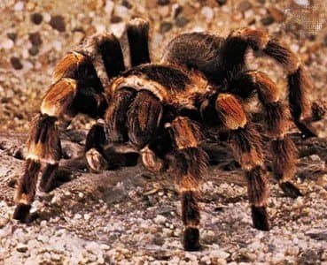 Why the illegal tarantula trade is booming gnr