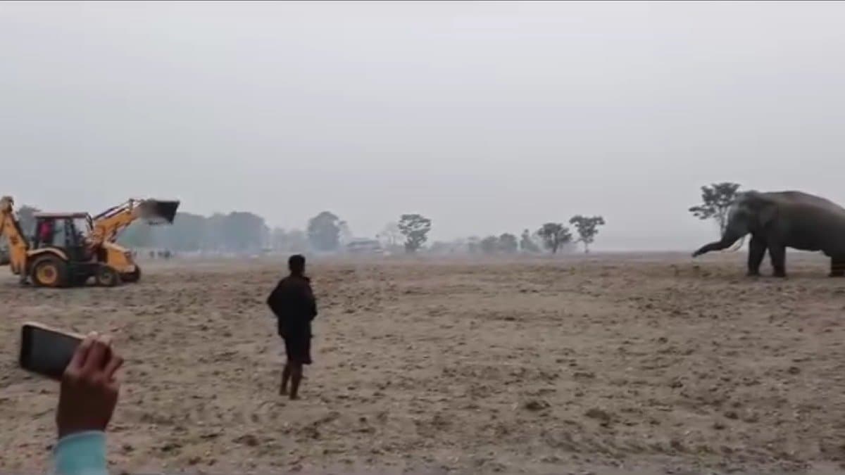 An elephant got injured in Dooars gnr