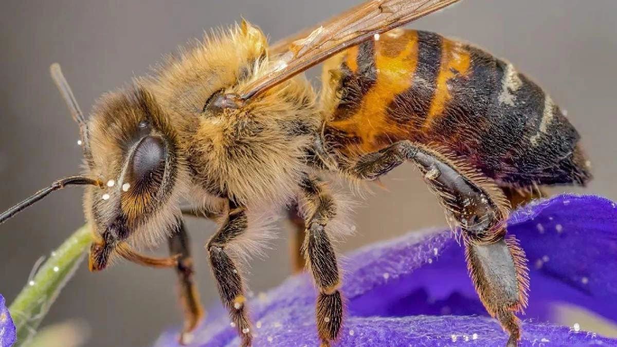 China Builds World Lightest Mind-Controller That Turns Bees Into Military Cyborgs