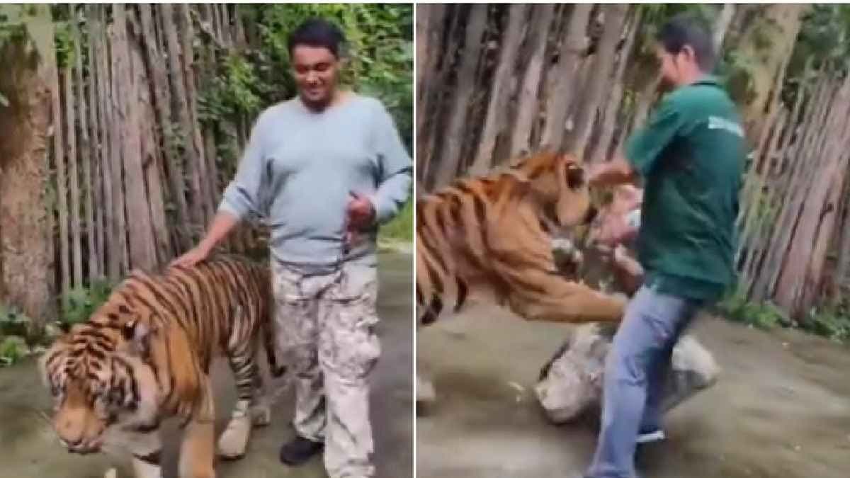 Indian tourist attacked by tiger at Phuket Tiger Kingdom