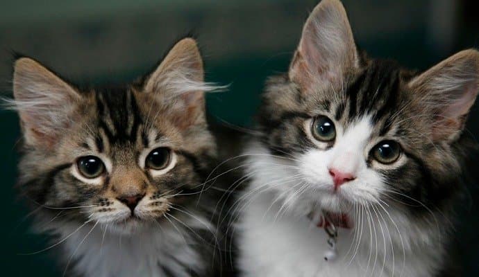 Common cat diseases and essential dietary guidelines for prevention  