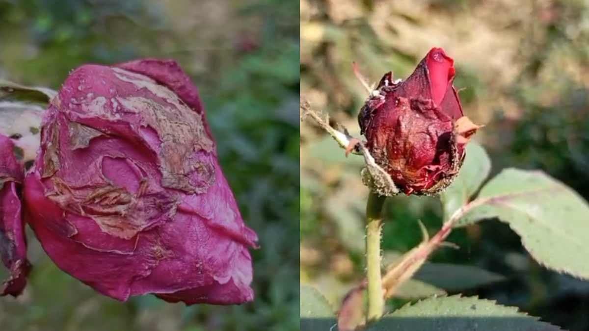 Unknown Disease Hits Roses as Farmers in Panskura Face Losses Worth Lakhs