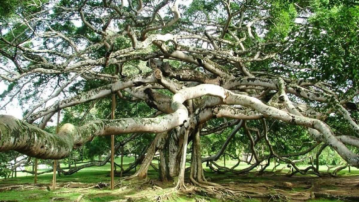 banyan tree or a living coffin coming here will free you from the influence of all evil forces gnr