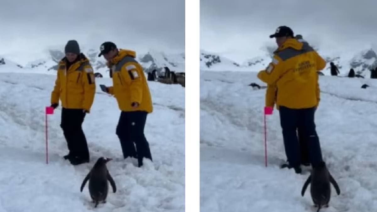 Penguin Waits Patiently As Couple Clears Path In Antarctica Video Delights Internet gnr