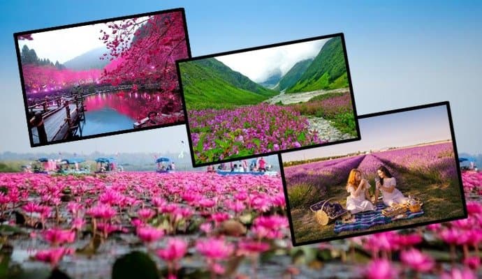 Travel: ফুল ভালবাসেন? তাহলে এই মরশুমে ঘুরে আসুন এই কয়েকটি জায়গা! 