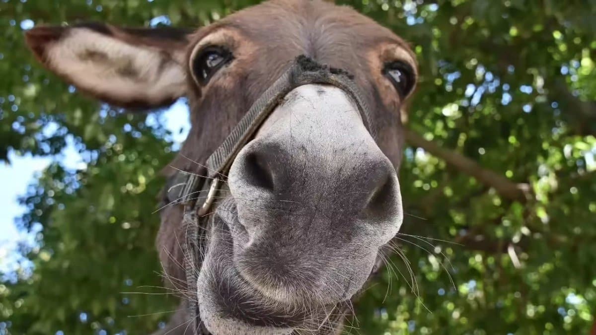 China purchases two lakh donkeys from Pakistan