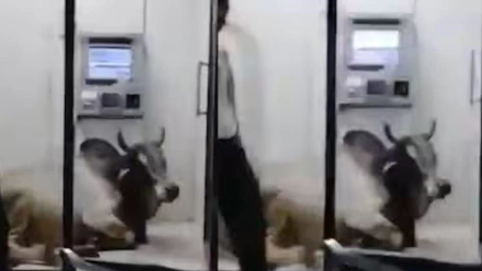 UP Bull Beats Heat In Full Swag Chills Inside ATM As People Hesitate To Enter  