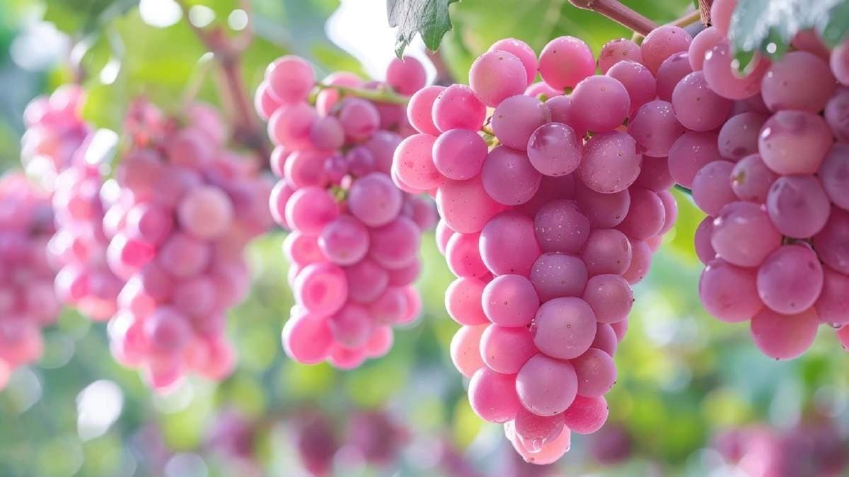 Interesting facts about Japanese Koshu Pink Grapes