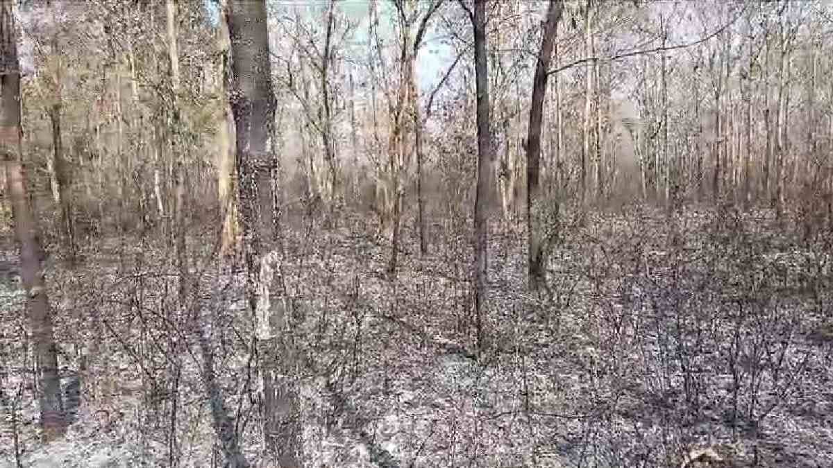 Fire broke out in a Murshidabad forest damaged heavily