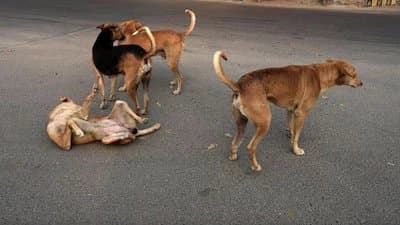 Lucknow Man Arrested For Physically Assaulting Street Dog