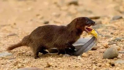 What enables mongooses to resist snake bites and venoms gnr