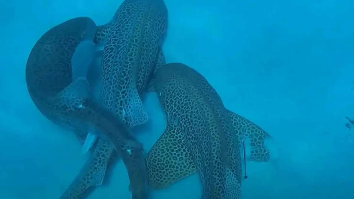 Rare video of three shark mating in ocean