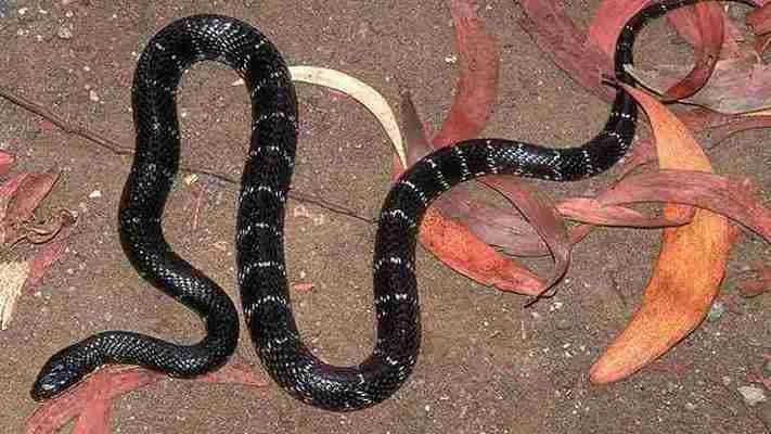 Silent Bites And Death In Minutes New Snake Species Recorded In Bihar 
