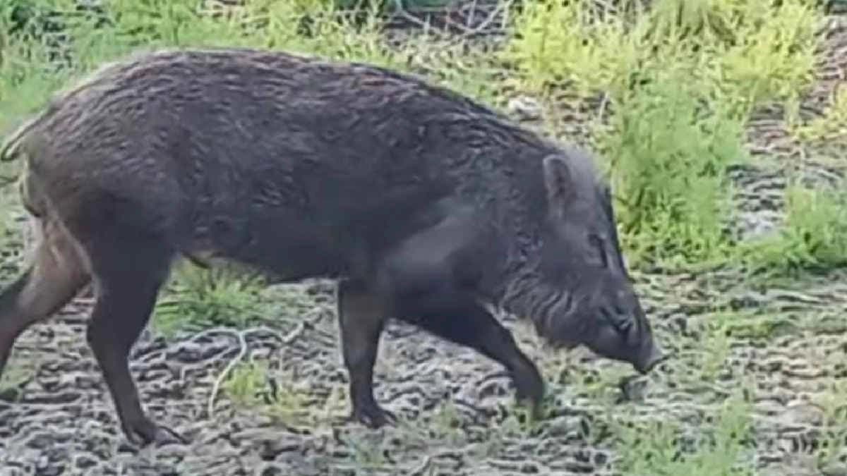 Wild boar in inundated areas of Malda injured five