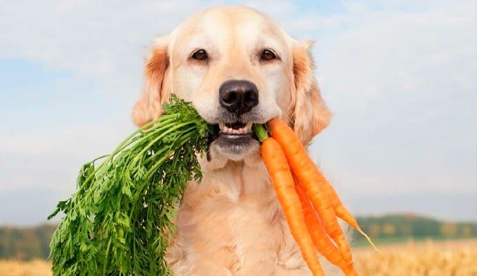 Feeding raw meat to dogs may cause e-coli infection: Study