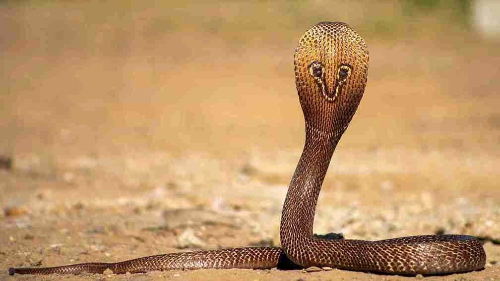 One Year Old Baby Bites Cobra Snake To Death In Bihar Village