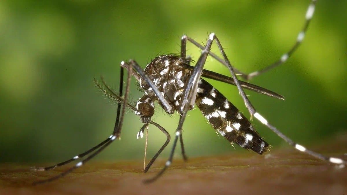 Why do mosquitoes bite certain people more than others know the actual reason
