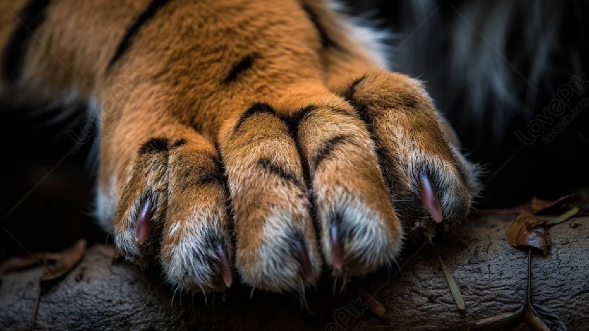 Student Attacked by Tiger in Sundarban gnr