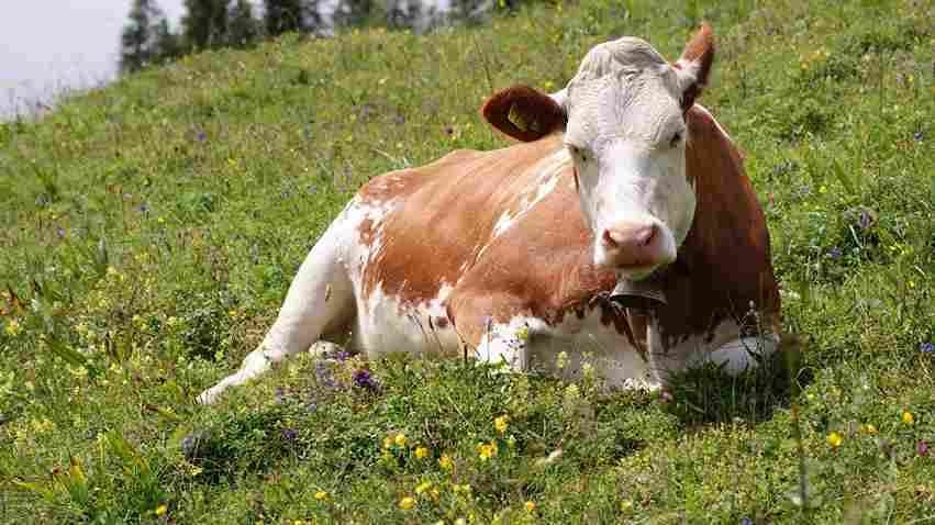 Namkhana Doctors Shocked After Operation on Cattle