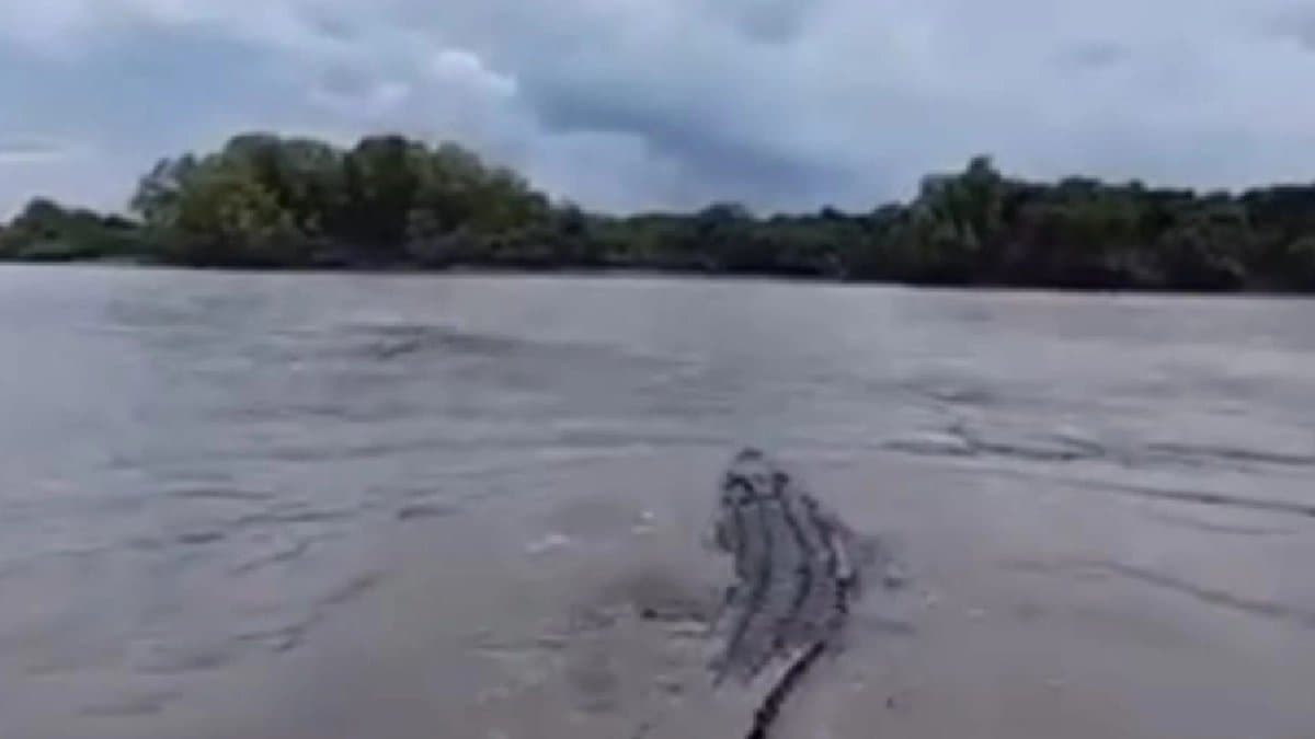 Giant crocodile noticed at Sundarban that scared boat passengers