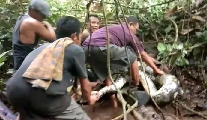Missing Indonesian Woman Found Inside Python 