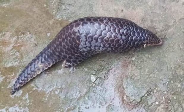 Pangolin found in malbazar 