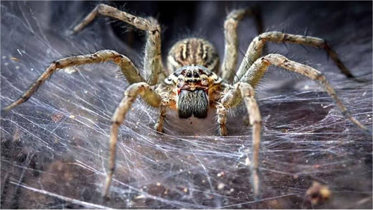 is spider web considered inauspicious here is vastu prediction about this matter lif