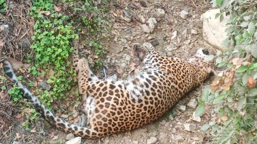 Deadbody of leopard rescued of alipurduar