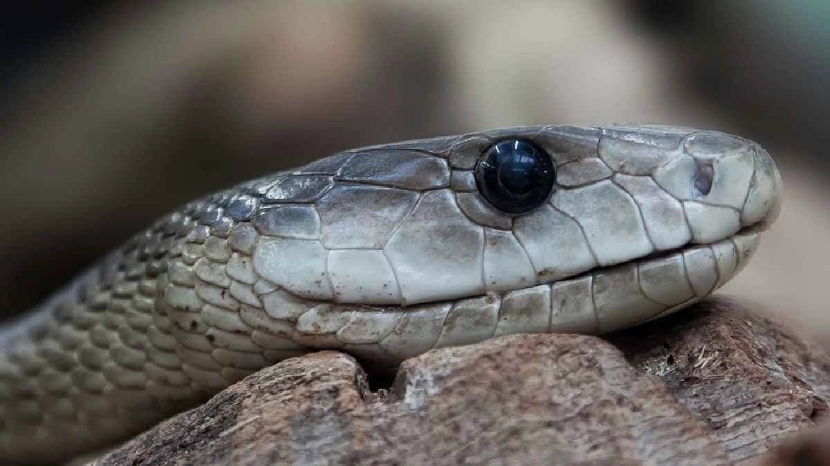 Indian Snake Species can still inject Venom hours after Death