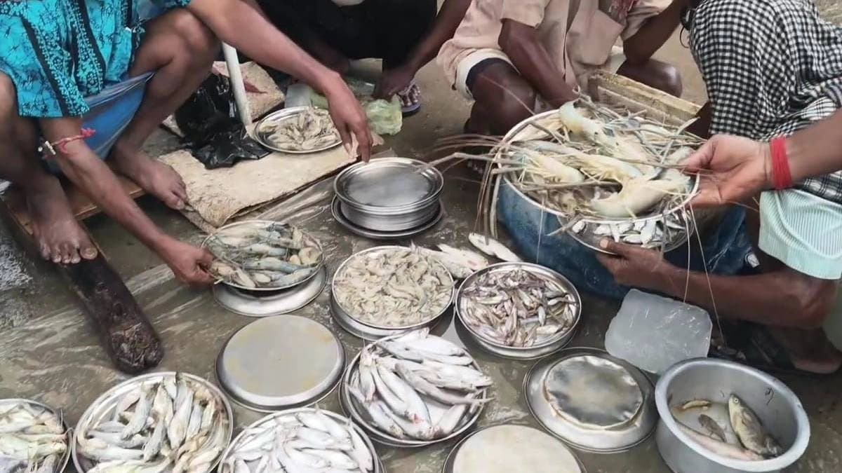 Hilsa of river Padma sells in a rational price