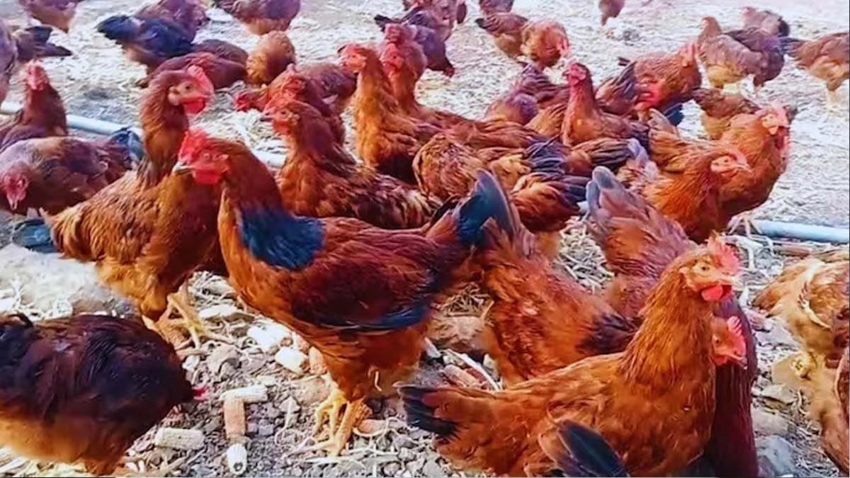 Hen named Narmada in college advertisement sparks controversy at Madhya Pradesh 