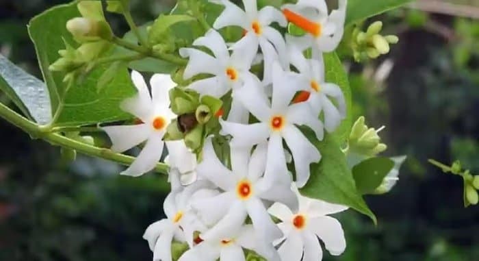 know the medicial benefits of parijat flower or night jasmine lif