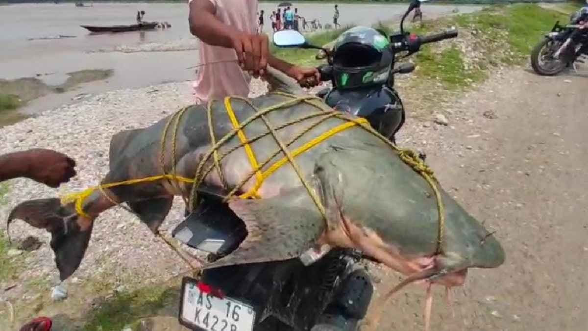 River Monster hauled in North Bengal
