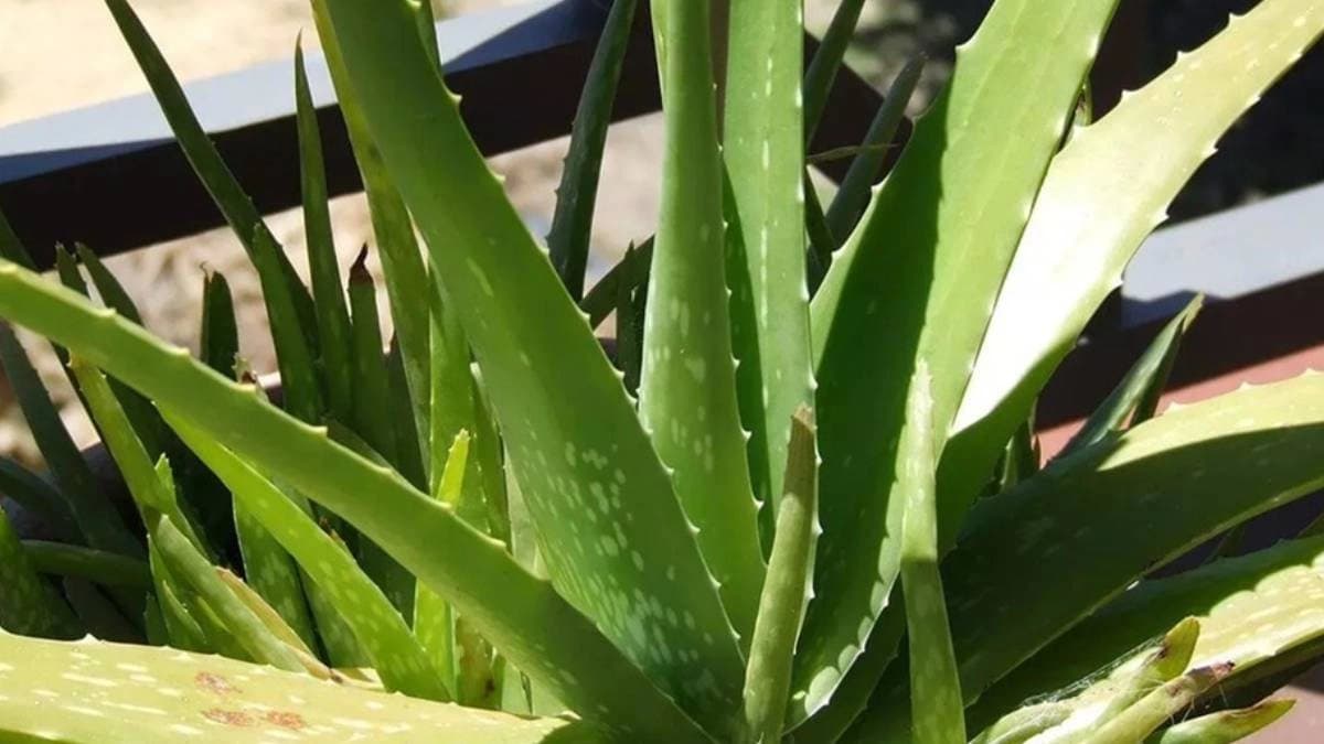  Aloe vera prevents skin and hair problems and has many health benefits 