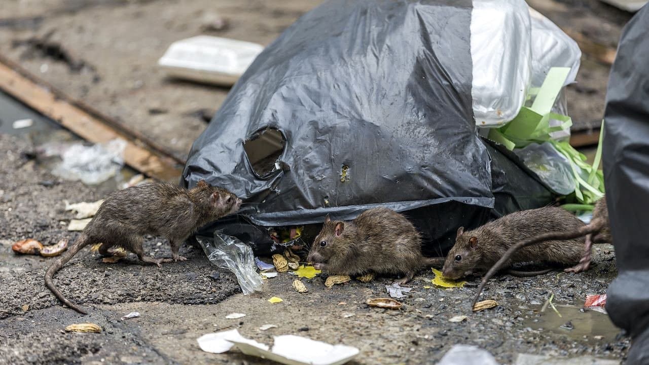 Dirtiest  City: Vlogger Picks this Indian City As Dirtiest In The World