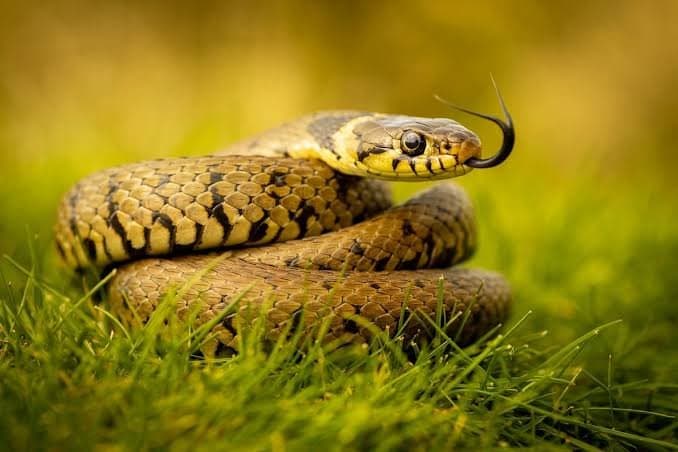 Breakthrough in next-gen anti-venom development gnr 