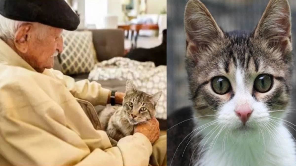 Chinese old man donates inheritance to his pet cat