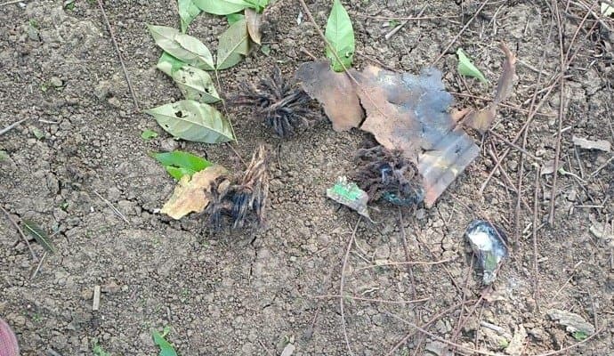 Bomb blast in farakka none injured