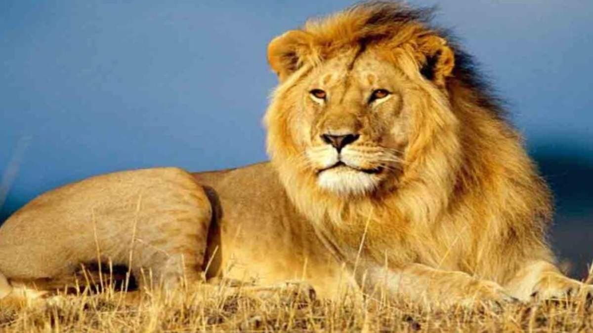Hundreds of lion and cheetah died in Gujarat in last two years