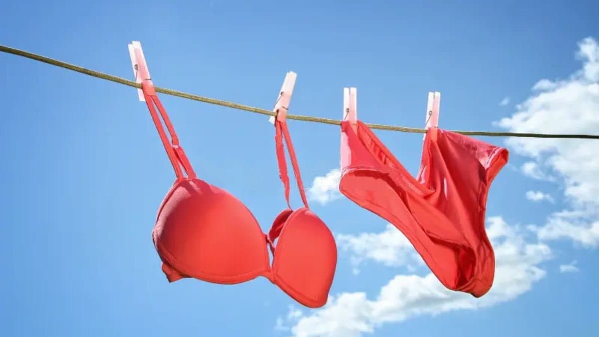 Mischievous Cat steals underwears from neighbours in a a hilarious incident