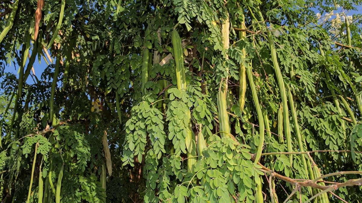 Health benefits of sojne data