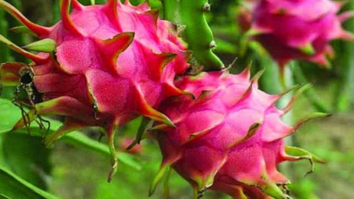 Dragon Fruit has many health benefits 